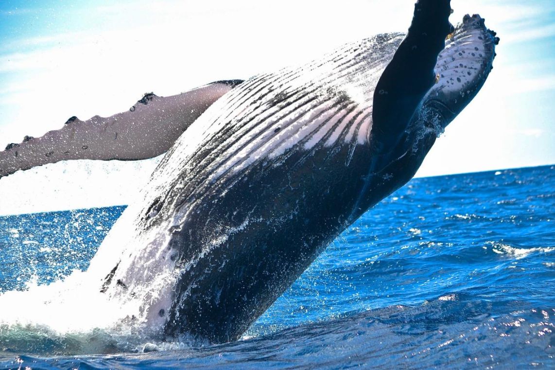 Humpback Whale Tubercles