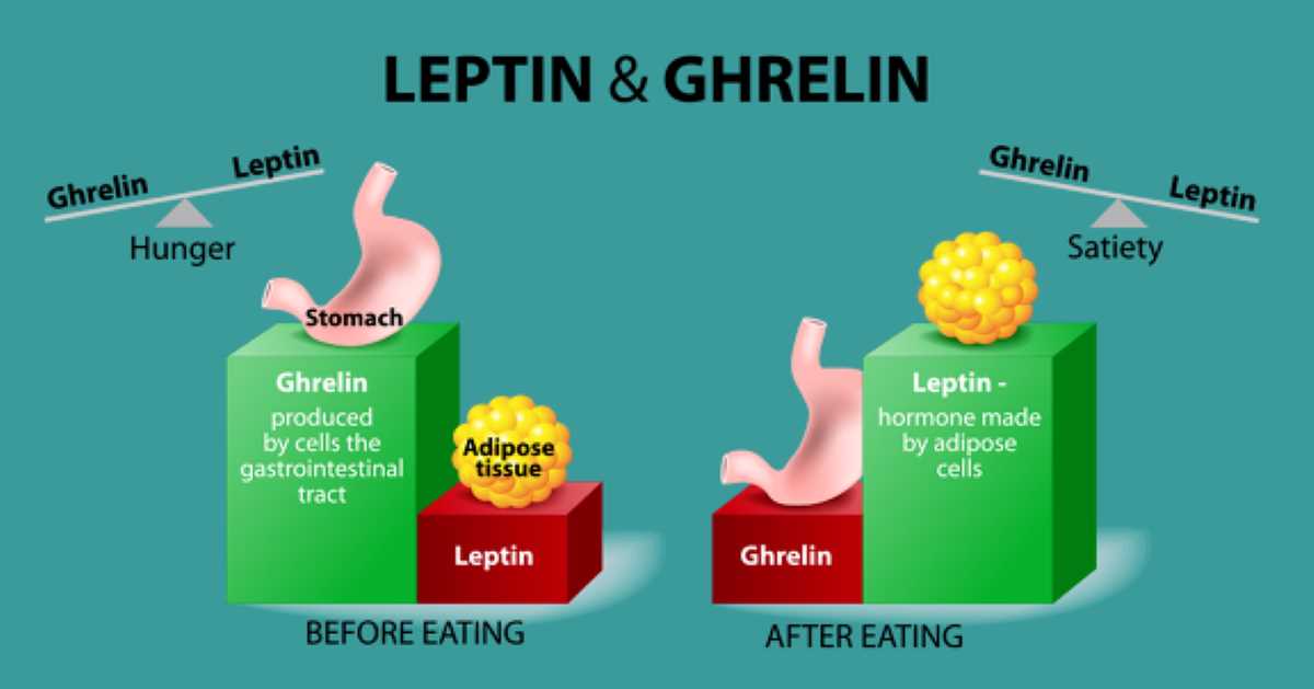 2 ghrelin leptin