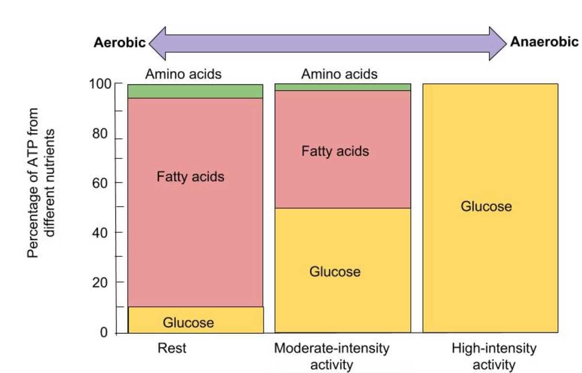 4 fat utilization