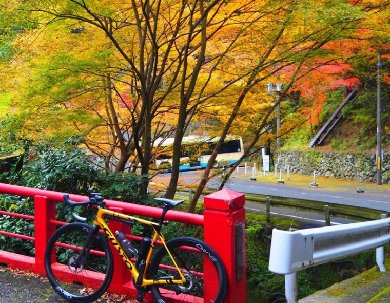 8. A Yellow Gusto Carbon Road Bike with Elitewheels High-Performance Wheels on a Cycling Path